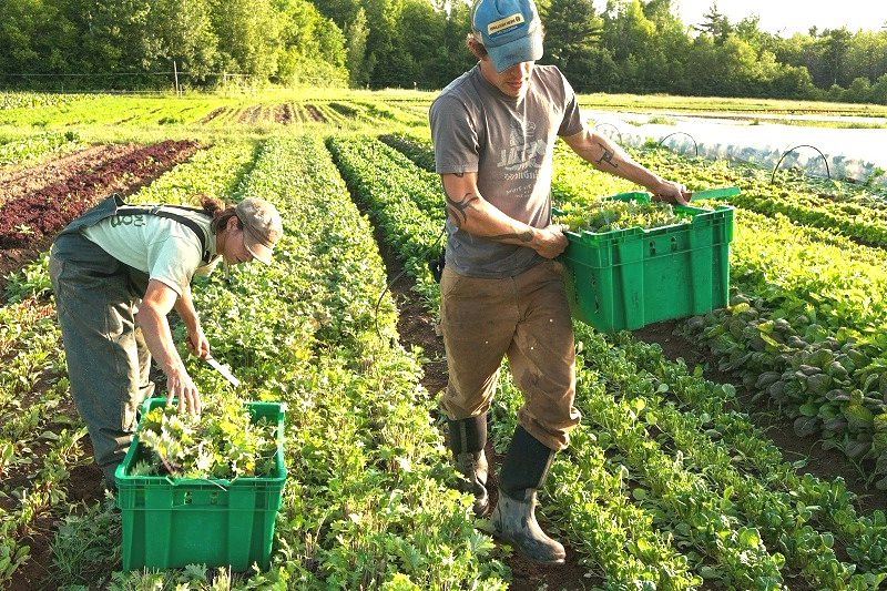 Community supported agriculture