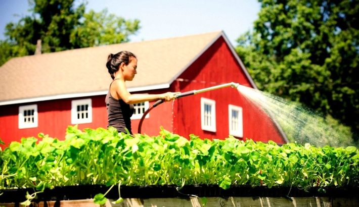 Organic Farms in Canada – How Does It Happen