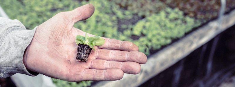 The Organic Council of Ontario