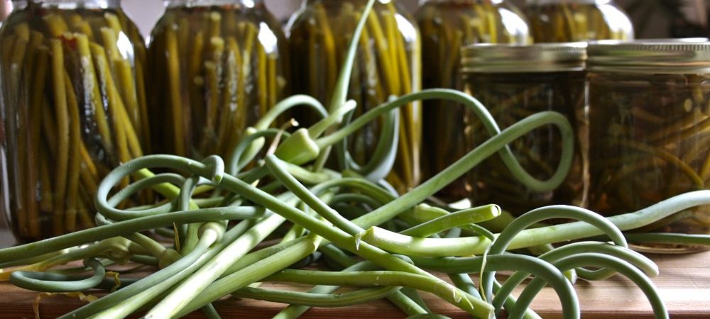 Pickled garlic scapes in jars and fresh garlic scapes